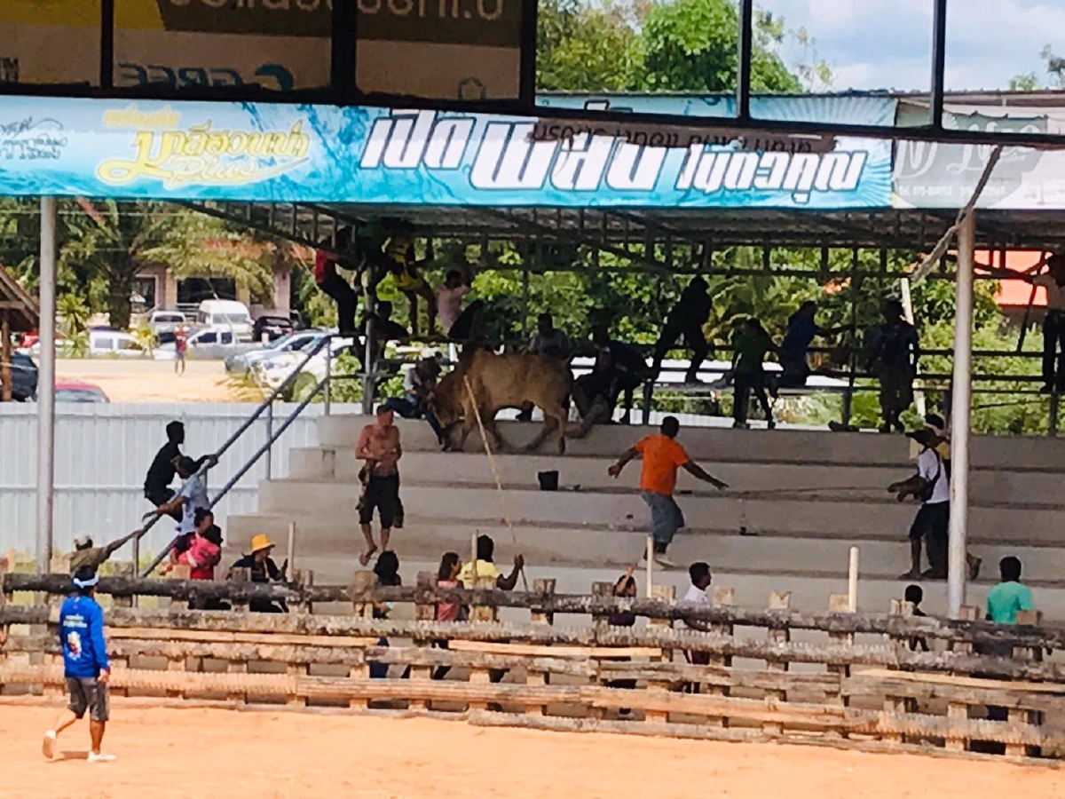 วัวชนเมืองตรังคลั่งหลังแพ้คู่ต่อสู้พังประตูเหล็กไล่ขวิดคนดูหนีตายจ้าละหวั่น