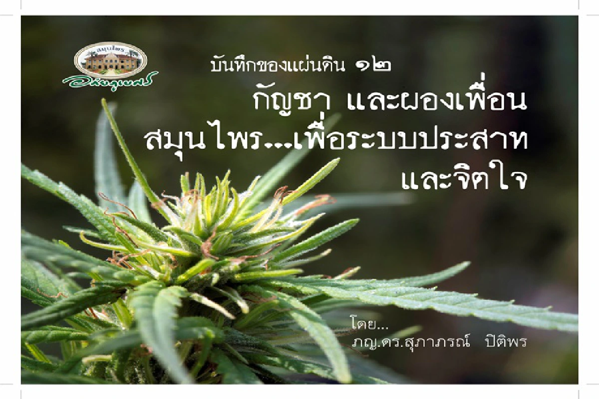 "อภัยภูเบศร"จับมือสภาเภสัชฯ-วิทยาลัยเภสัชสมุนไพร ติวเข้ม"กัญชาทางการแพทย์"