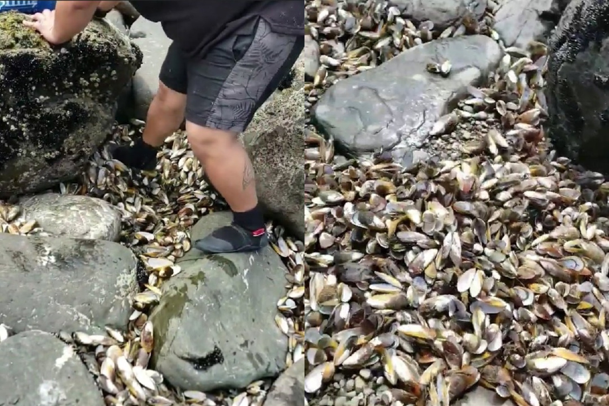 โลกร้อนต้มหอยแมลงภู่ตายเกลื่อนหาดนิวซีแลนด์ โลกร้อนต้มหอยแมลงภู่ตายเกลื่อนหาดนิวซีแลนด์