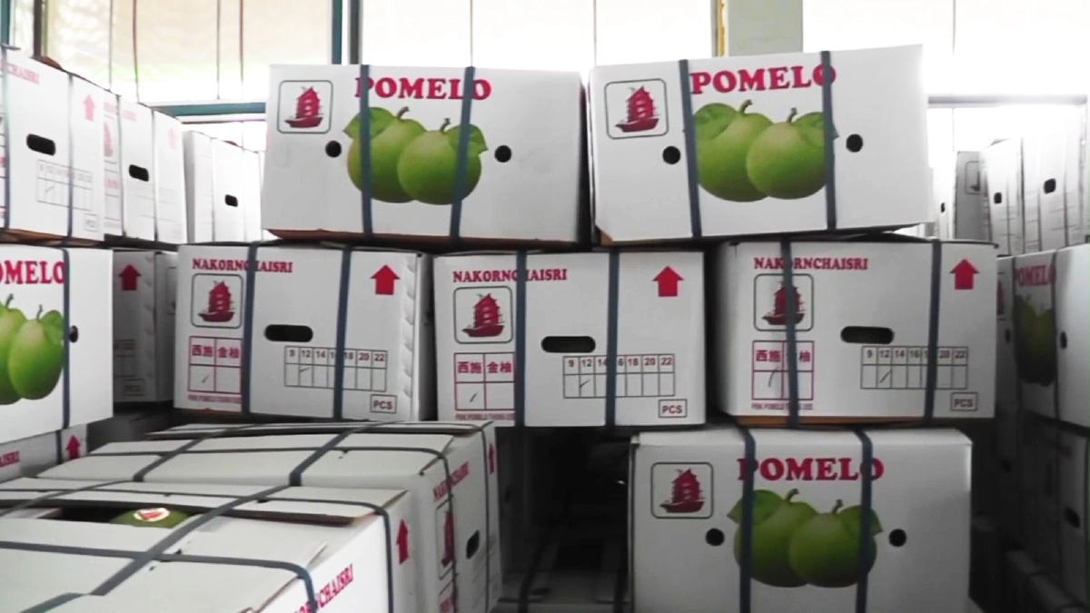 "โควิด 19" พ่นพิษ!! จีนชะลอสั่งซื้อส้มโอพันธุ์พื้นเมืองพิจิตรไม่มีกำหนด