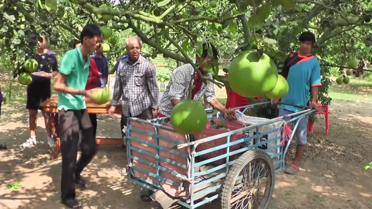 "โควิด 19" พ่นพิษ!! จีนชะลอสั่งซื้อส้มโอพันธุ์พื้นเมืองพิจิตรไม่มีกำหนด