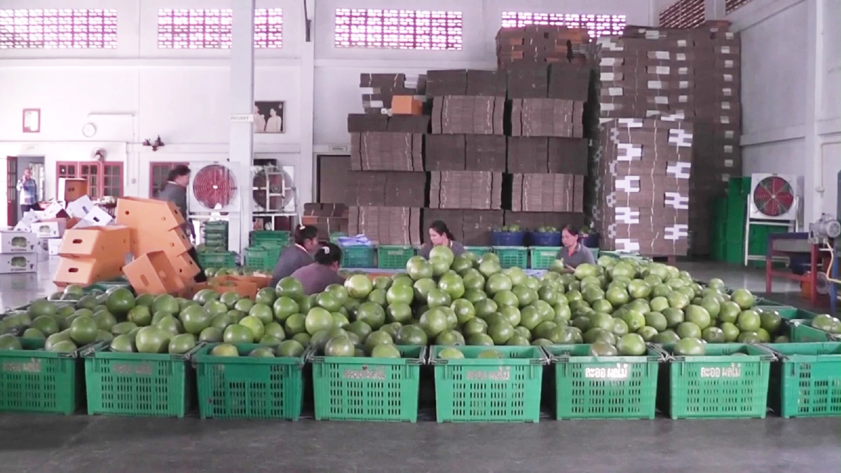 "โควิด 19" พ่นพิษ!! จีนชะลอสั่งซื้อส้มโอพันธุ์พื้นเมืองพิจิตรไม่มีกำหนด