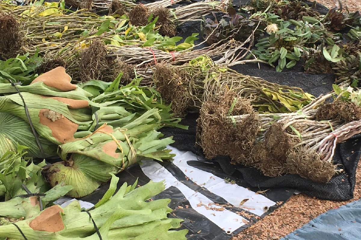 จับคาด่านตรวจ! ผัวเมียลอบขนกล้วยไม้ป่ามูลค่ากว่าล้านบาทเข้ากรุง