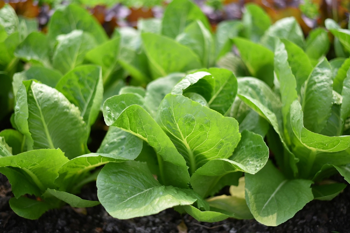 “สลัดแฟคทอรี่” ชวนตามรอย “เปิดเส้นทางจากฟาร์ม...สู่จานอร่อย”