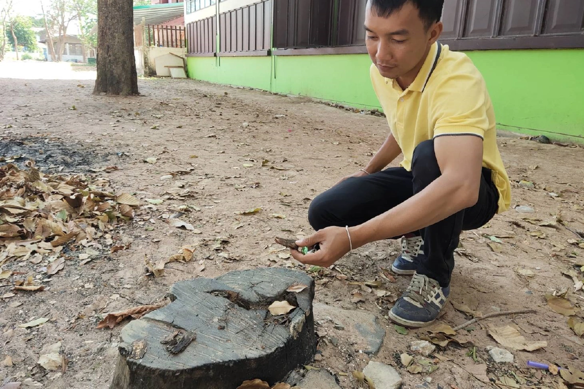 ผอ.โรงเรียนแจงสั่งตัดไม้พะยูง1ต้นไปทำฝ้าซุ้มประตูไม่ได้เอาไปขาย