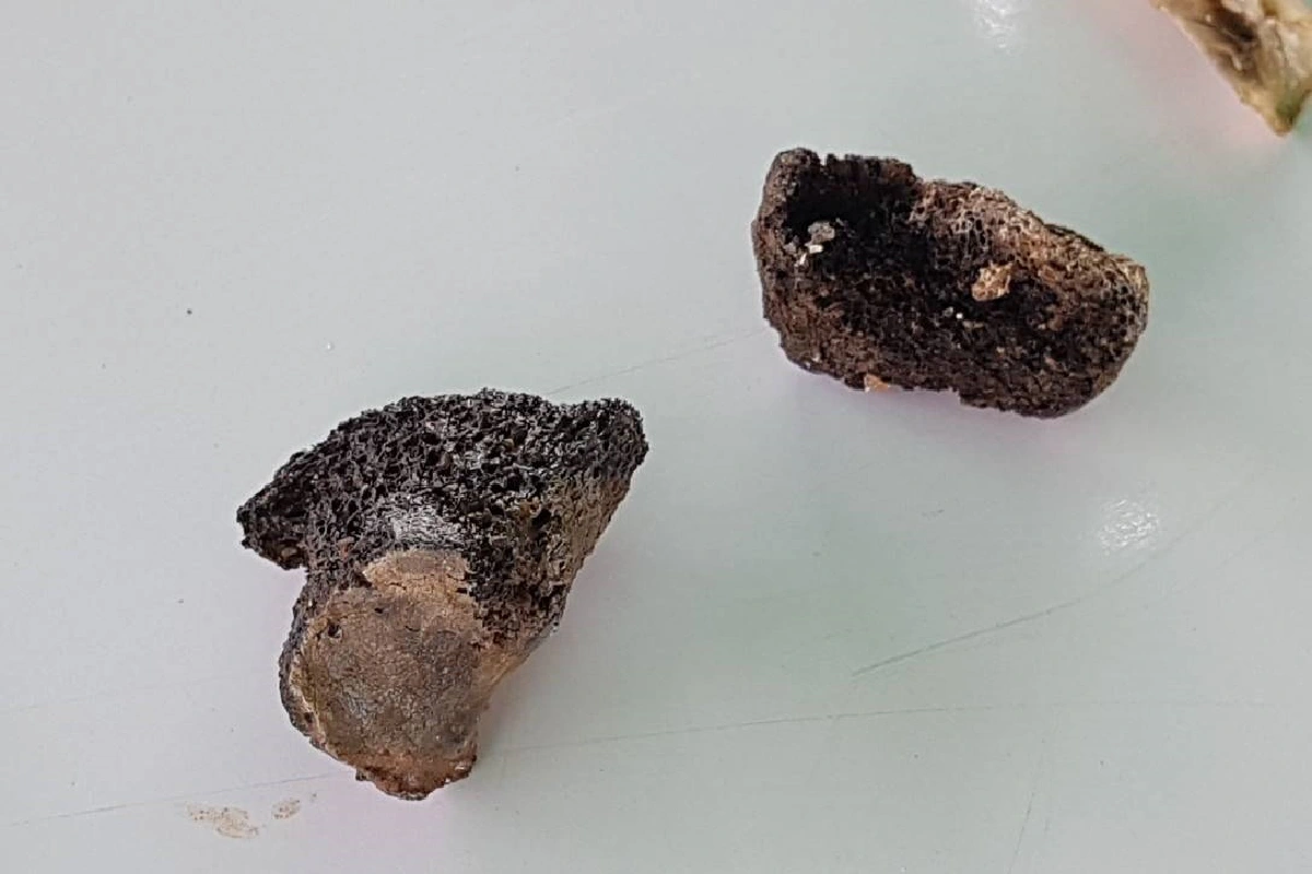 คดีอุ้มฆ่าพี่ชายผู้พิพากษาคืบ ทีมนักประดาน้ำค้นใต้เจ้าพระยาเจอเศษกระดูก7ชิ้น