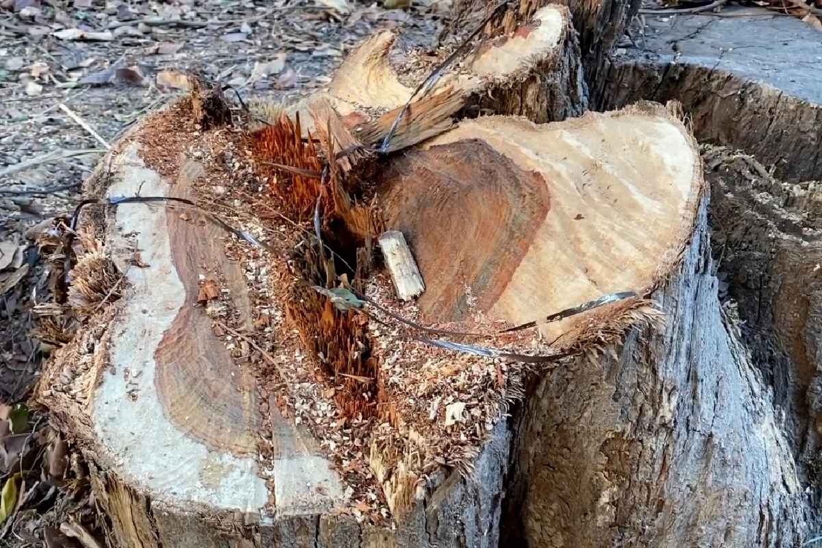 ผอ.โรงเรียนแจงสั่งตัดไม้พะยูง1ต้นไปทำฝ้าซุ้มประตูไม่ได้เอาไปขาย