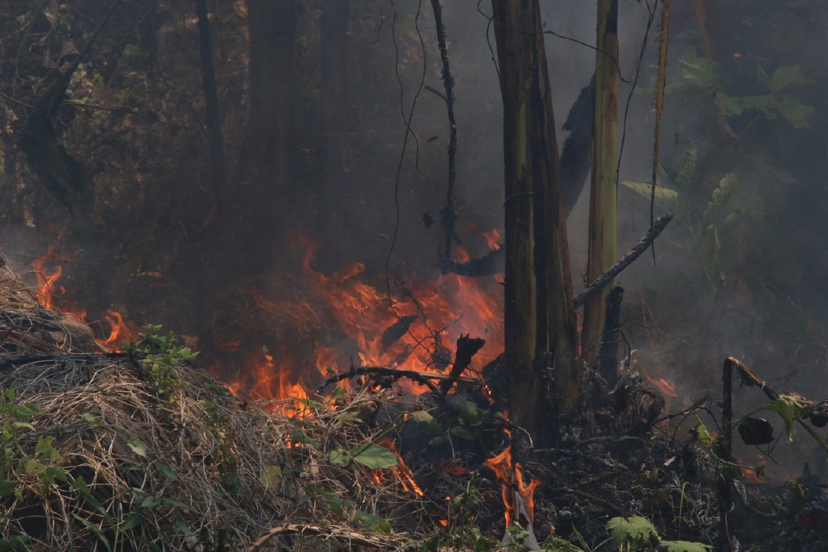 ไฟป่าไหม้อุทยานแห่งชาติเขาแหลม เจ้าหน้าที่เร่งดับทั้งวันทั้งคืน