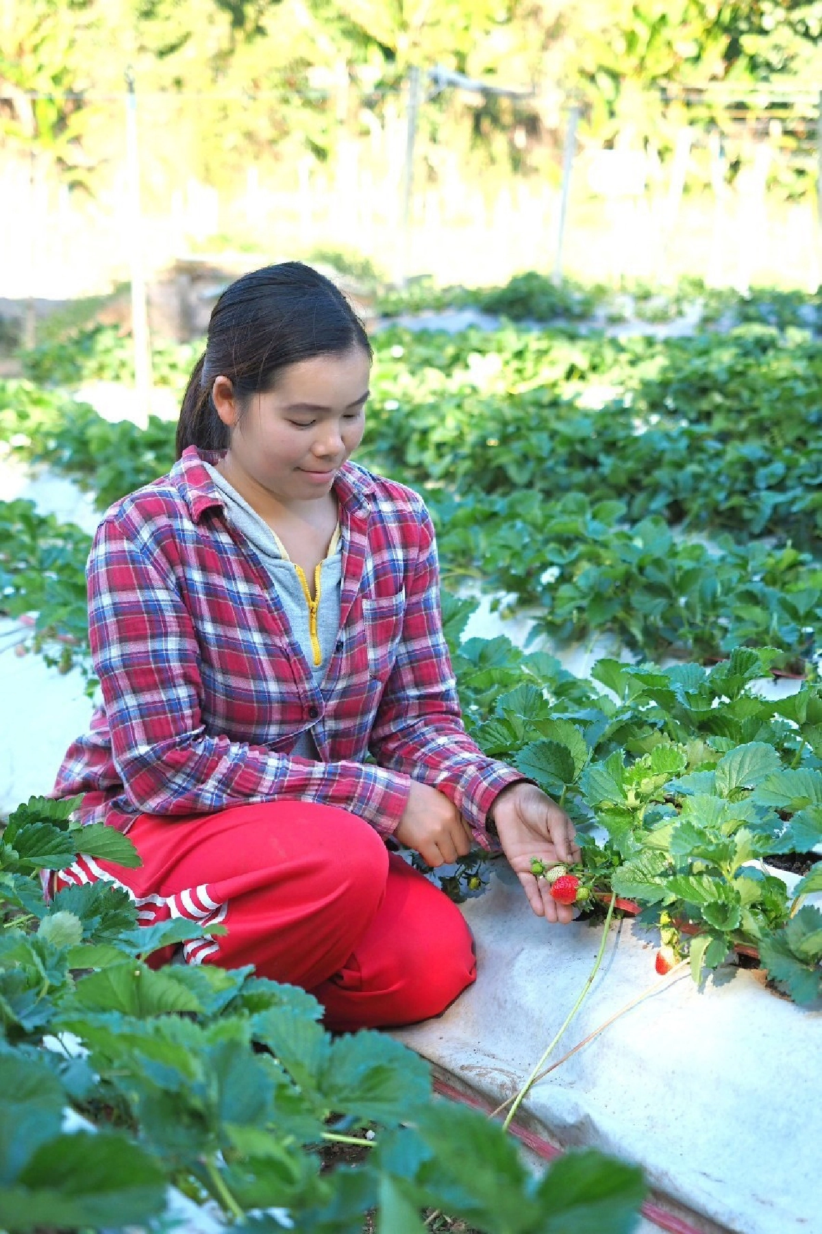 เอสซีจี แพคเกจจิ้ง ร่วมกับ ม.เกษตรศาสตร์ พัฒนา “กระดาษคู่ดิน”