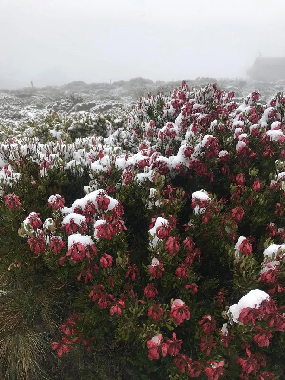 อากาศแปรปรวนเกินไปแล้ว! ออสเตรเลียเจอหิมะตกหน้าร้อน