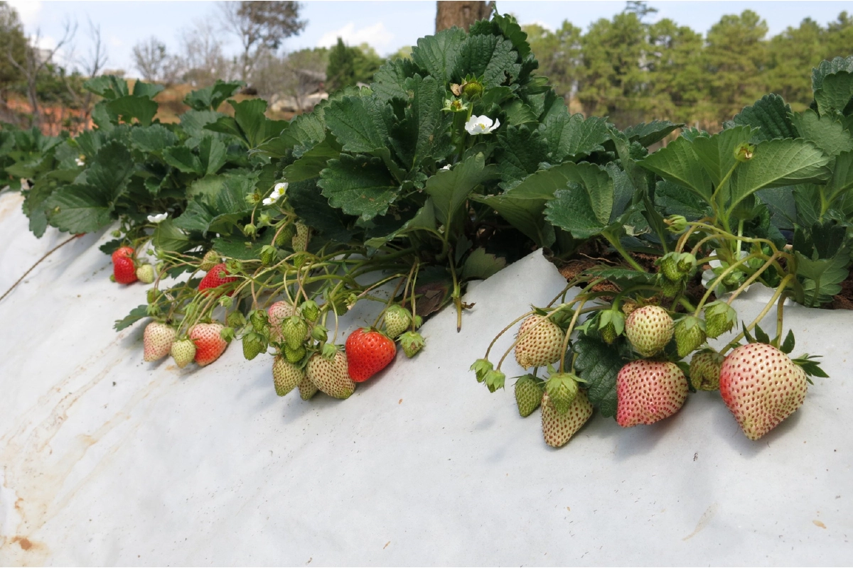 เอสซีจี แพคเกจจิ้ง ร่วมกับ ม.เกษตรศาสตร์ พัฒนา “กระดาษคู่ดิน”