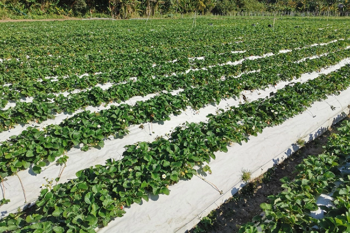 เอสซีจี แพคเกจจิ้ง ร่วมกับ ม.เกษตรศาสตร์ พัฒนา “กระดาษคู่ดิน”