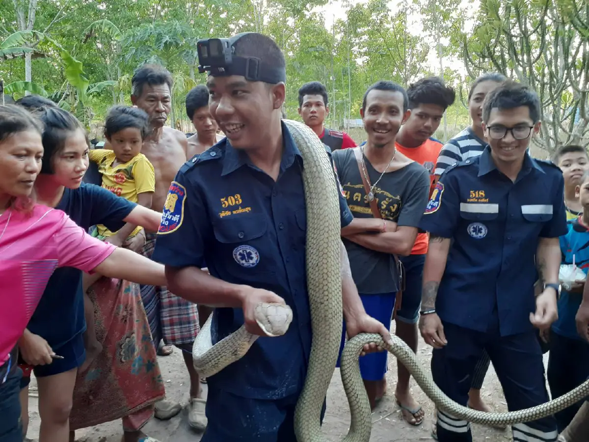 "จงอางยักษ์"เลี้อยเข้าบ้านหลบร้อนเจ้าของนอนดูทีวีตกใจวิ่งหนีหน้าตาตื่น