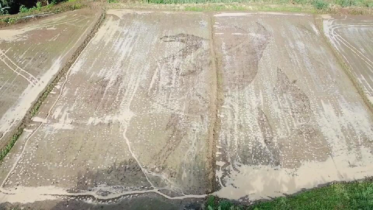 คลั่ง!แฟนพันธุ์แท้เดอะค็อปลงทุนปลูกข้าวเป็นโลโก้หงส์แดงบนเนื้อที่กว่า 2 ไร่