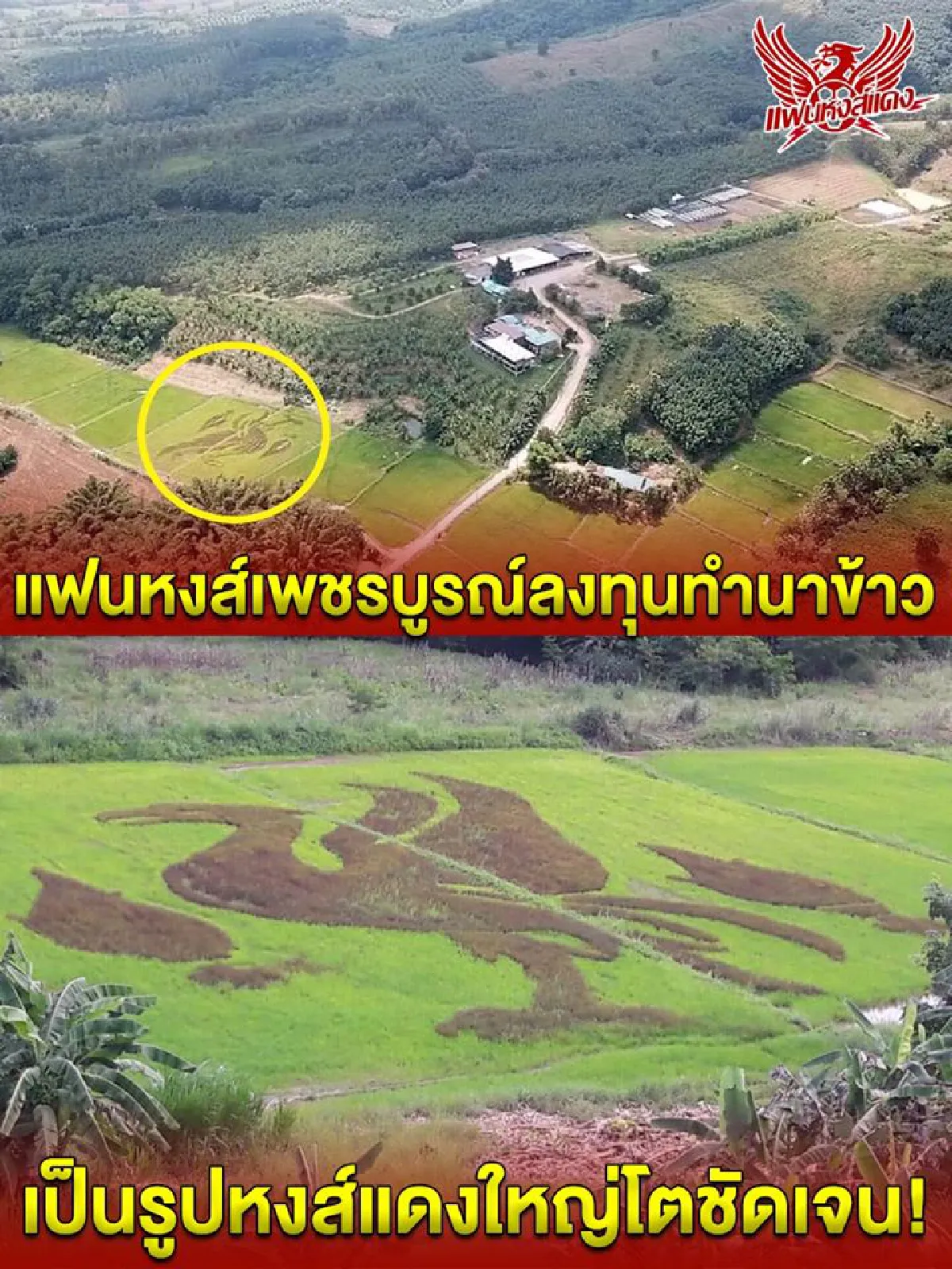 คลั่ง!แฟนพันธุ์แท้เดอะค็อปลงทุนปลูกข้าวเป็นโลโก้หงส์แดงบนเนื้อที่กว่า 2 ไร่