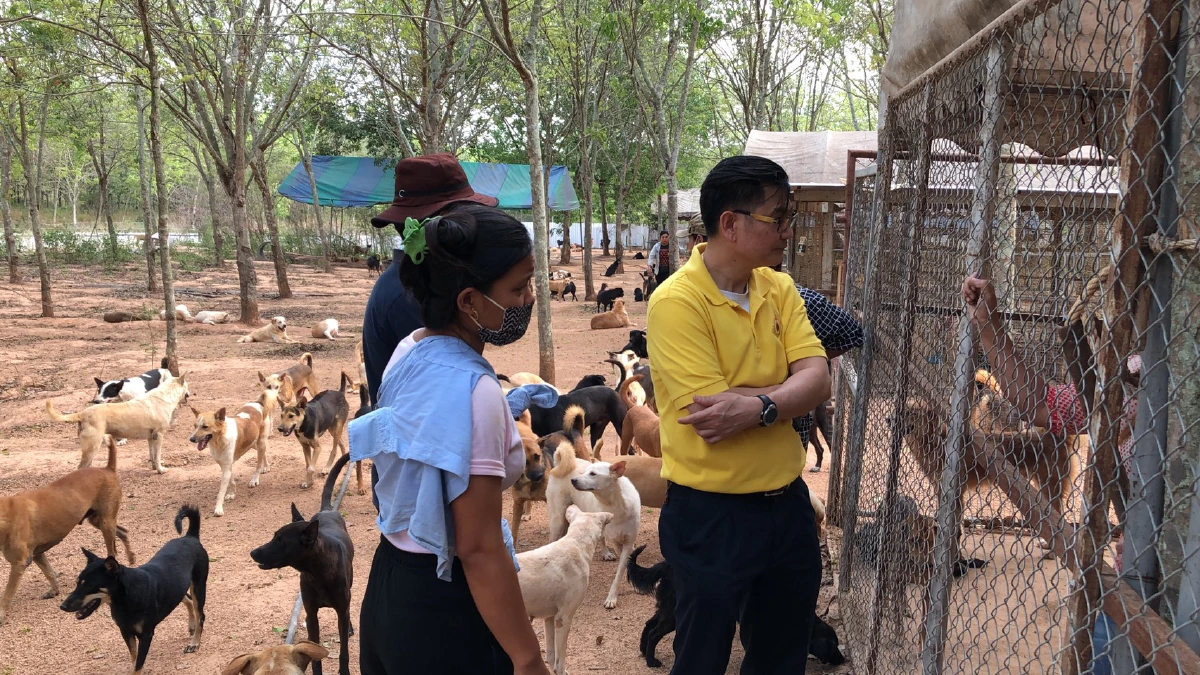 เร่งช่วยสุนัขจรจัดกว่า 600 ตัวที่เมืองพัทยาดูแลพบหลายตัวอดอยากผอมโซ