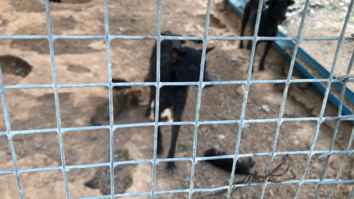 เร่งช่วยสุนัขจรจัดกว่า 600 ตัวที่เมืองพัทยาดูแลพบหลายตัวอดอยากผอมโซ