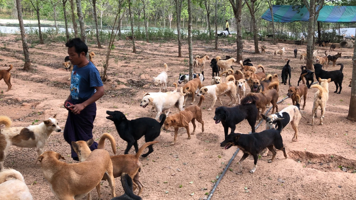 เร่งช่วยสุนัขจรจัดกว่า 600 ตัวที่เมืองพัทยาดูแลพบหลายตัวอดอยากผอมโซ