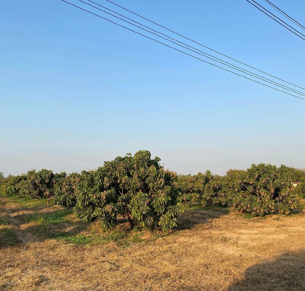 พลอย ชิดจันทร์ หายเหนื่อย! พาลูกๆเก็บผลลำไยปีแรกหลังทุ่มเทมากว่า 5 ปี