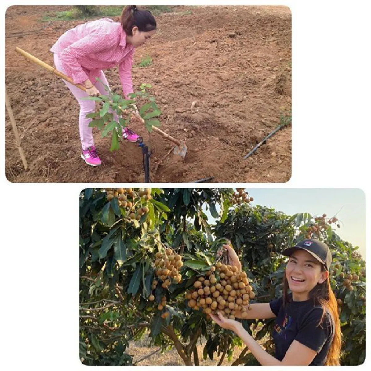 พลอย ชิดจันทร์ หายเหนื่อย! พาลูกๆเก็บผลลำไยปีแรกหลังทุ่มเทมากว่า 5 ปี