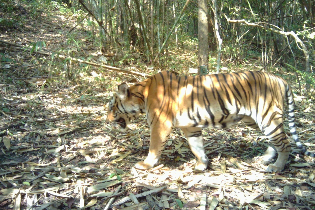 พบเสือโคร่งตัวแรกในป่าสลักพระ ตอกย้ำความสมบูรณ์พื้นที่