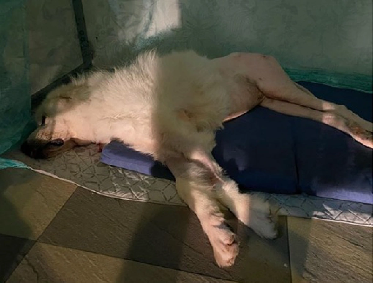 บุ๋ม ปนัดดา ควักเงินเฉียด 8 หมื่นรักษาอาการป่วย ลุงเค็ม สุนัขแสนรัก