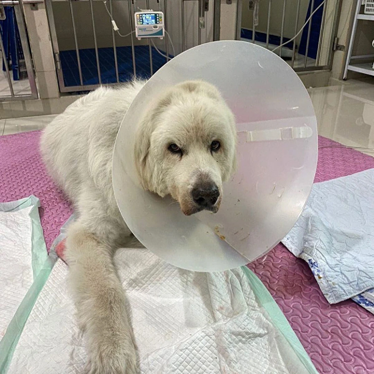 บุ๋ม ปนัดดา ควักเงินเฉียด 8 หมื่นรักษาอาการป่วย ลุงเค็ม สุนัขแสนรัก