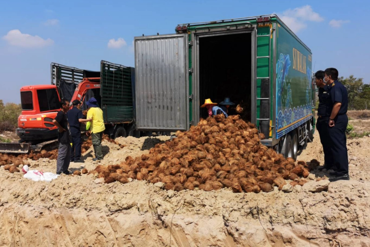 ฝังทำลายมะพร้าวเถื่อน 26 ตันจากอินโดฯถูกลักลอบส่งรง.แปรรูปกระทิกล่อง