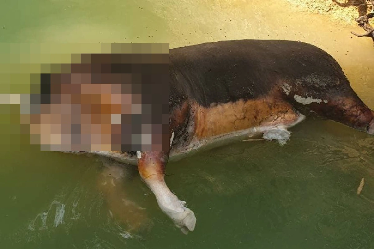 เหลือแต่ตัวหัวหาย! พบกระทิงลอยน้ำกลางป่าเขาสก