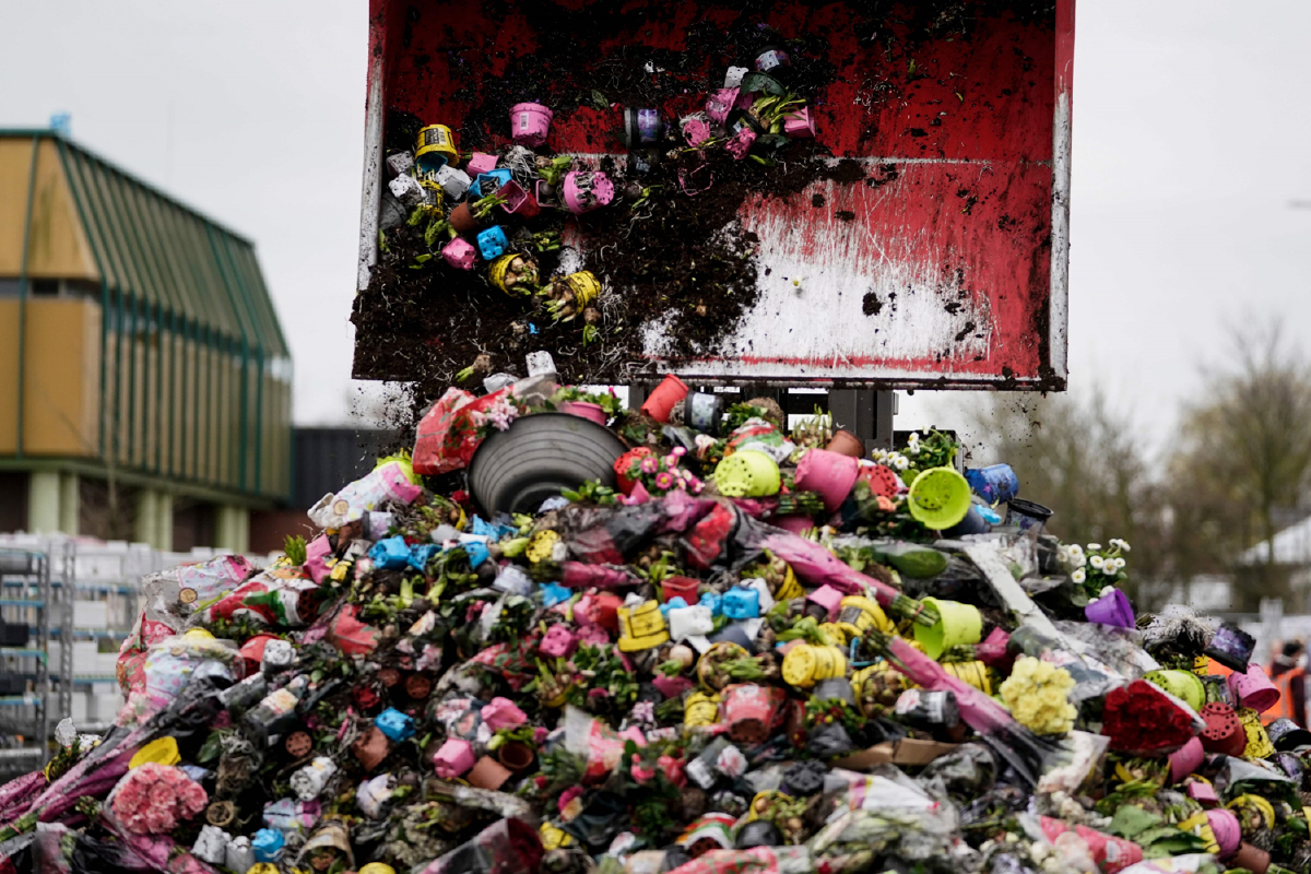 ดัตช์หัวใจสลายทำลายดอกไม้หลายล้านดอก ไวรัสระบาดทำให้ไม่มีใครซื้อ