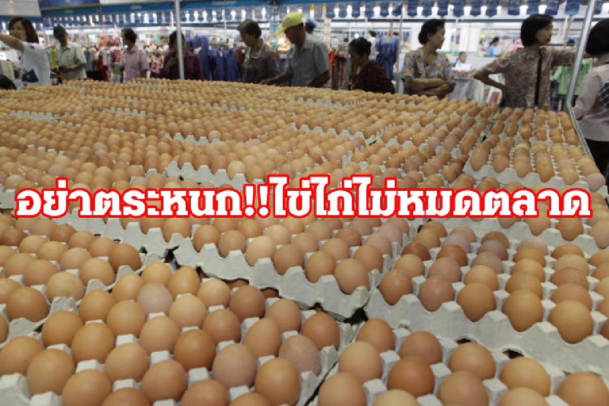 อย่าตระหนก!! "ไข่ไก่" ไม่หมดตลาด-ไม่ขึ้นราคา อย่าตระหนก!! "ไข่ไก่" ไม่หมดตลาด-ไม่ขึ้นราคา