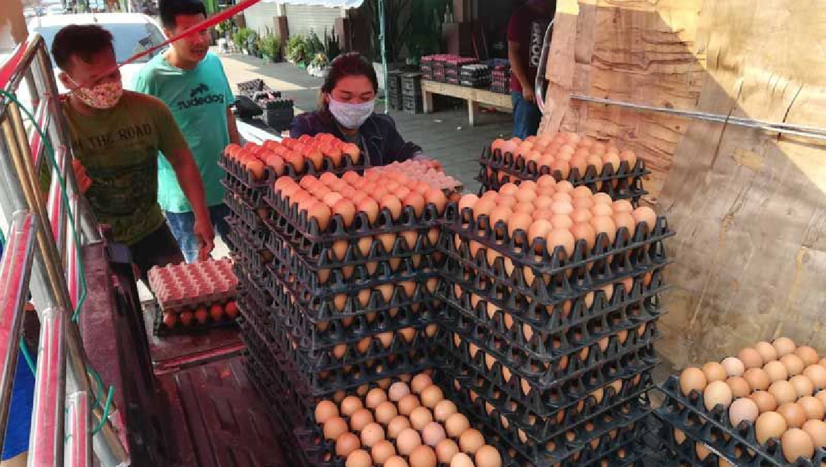 ชาวบ้านจ๊าก!ไข่ไก่คละขนาดใหญ่เมืองสองแควพุ่งแผงละ 150 บาทแล้ว ชาวบ้านจ๊าก!ไข่ไก่คละขนาดใหญ่เมืองสองแควพุ่งแผงละ 150 บาทแล้ว