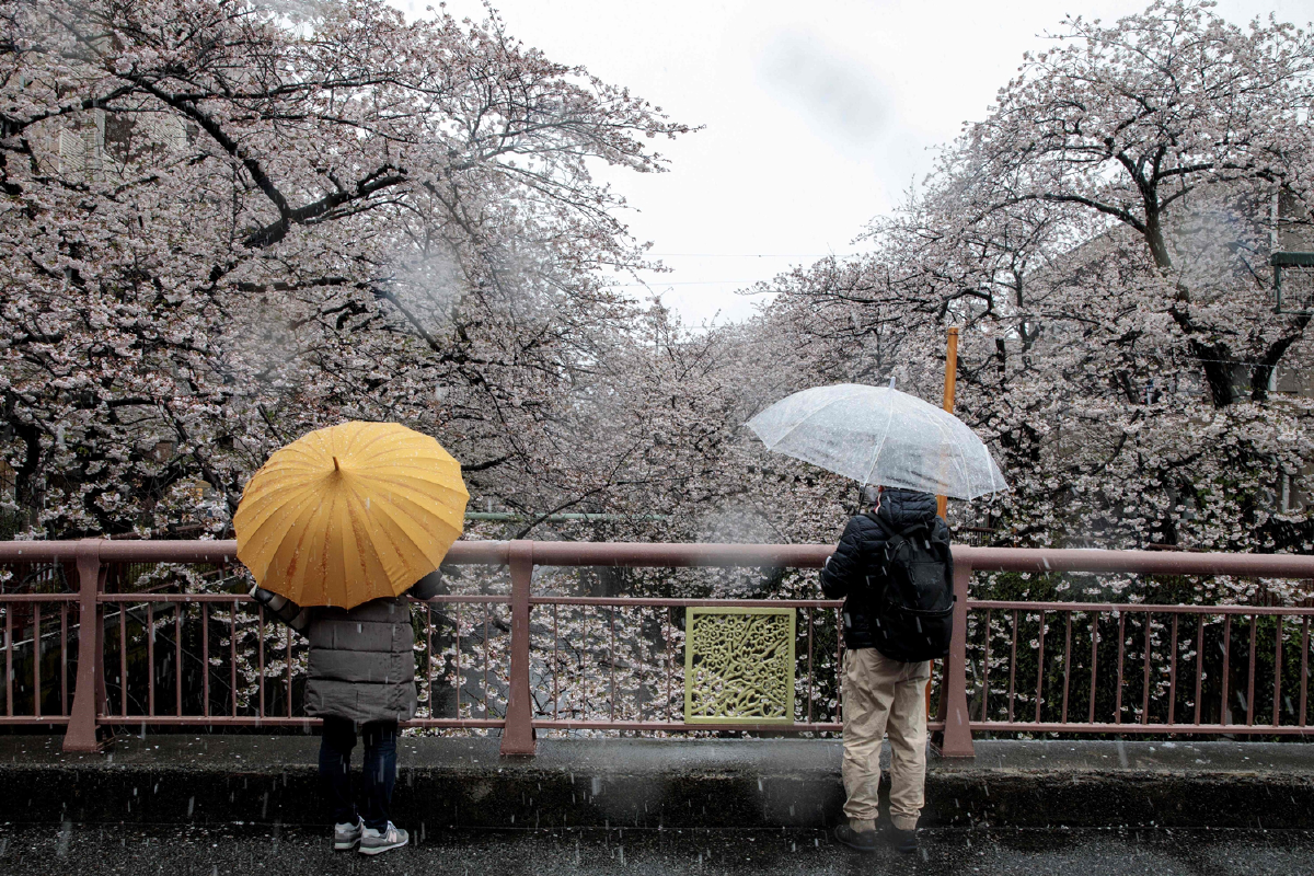 โตเกียวเจอหิมะหลงฤดูตกกลางช่วงซากุระบาน
