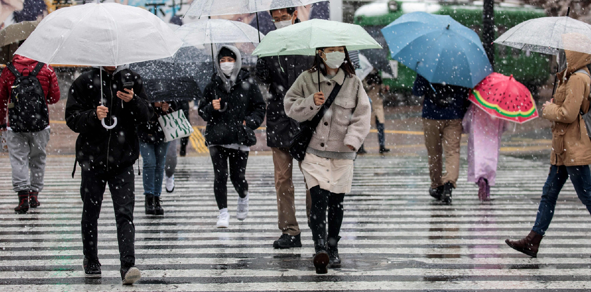 โตเกียวเจอหิมะหลงฤดูตกกลางช่วงซากุระบาน