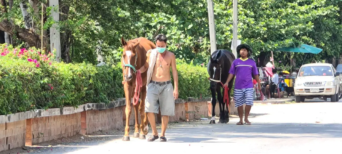 ปศุสัตว์โคราชสั่งห้ามเคลื่อนย้ายม้าลาออกนอกพื้นที่ป้องแพร่เชื้อกาฬโรค