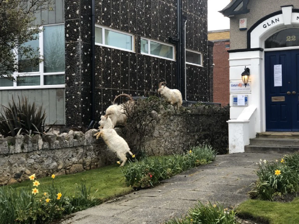 แก๊งแพะแสบฉวยจังหวะชาวบ้านกักตัวช่วงโควิด บุกป่วนเมือง