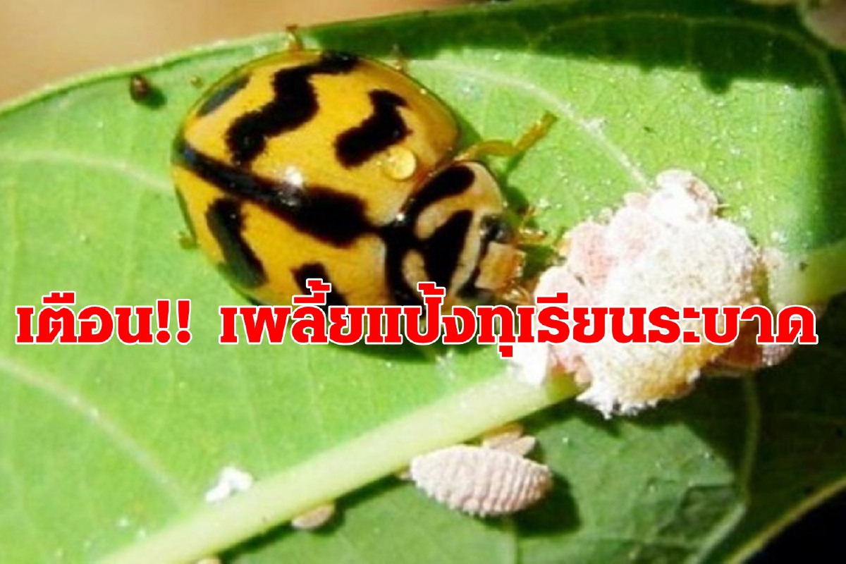 เตือนชาวสวนไม้ผล!! ระวังเพลี้ยแป้งทุเรียนระยะใกล้เก็บเกี่ยวช่วงฤดูแล้ง เตือนชาวสวนไม้ผล!! ระวังเพลี้ยแป้งทุเรียนระยะใกล้เก็บเกี่ยวช่วงฤดูแล้ง