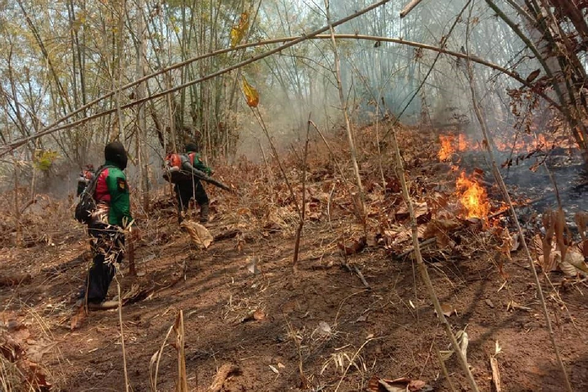 เปิดภาพชุดพยัคฆ์ไฟตากดับไฟป่าอยู่ในพื้นที่นาน14วัน