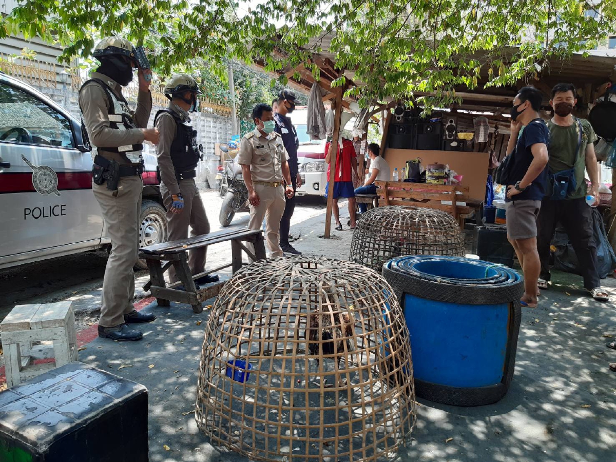 บุกจับเซียนพนันไก่ชนมั่วสุมซ้อมตีไก่กันสนุกสนานไม่กลัวโควิด-19 บุกจับเซียนพนันไก่ชนมั่วสุมซ้อมตีไก่กันสนุกสนานไม่กลัวโควิด-19
