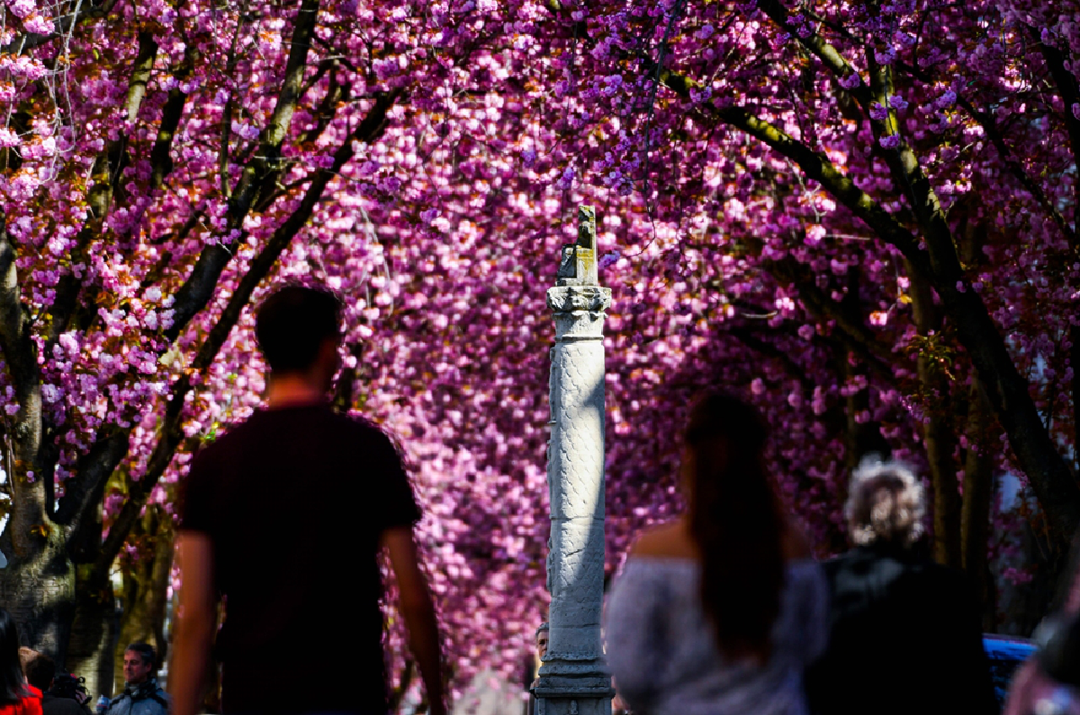 ทำไมชาวเยอรมันจึงไม่หวั่นโควิด? แห่ชมดอกไม้บานแบบไร้หน้ากาก