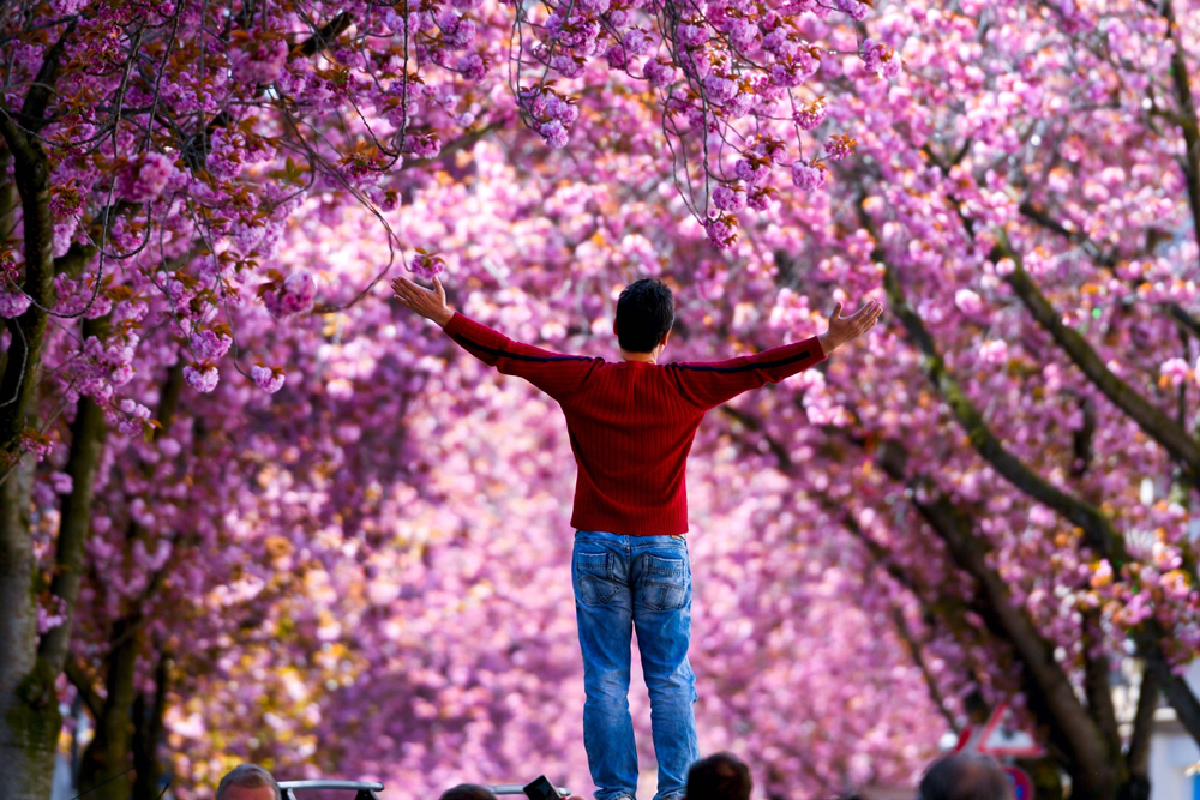 ทำไมชาวเยอรมันจึงไม่หวั่นโควิด? แห่ชมดอกไม้บานแบบไร้หน้ากาก