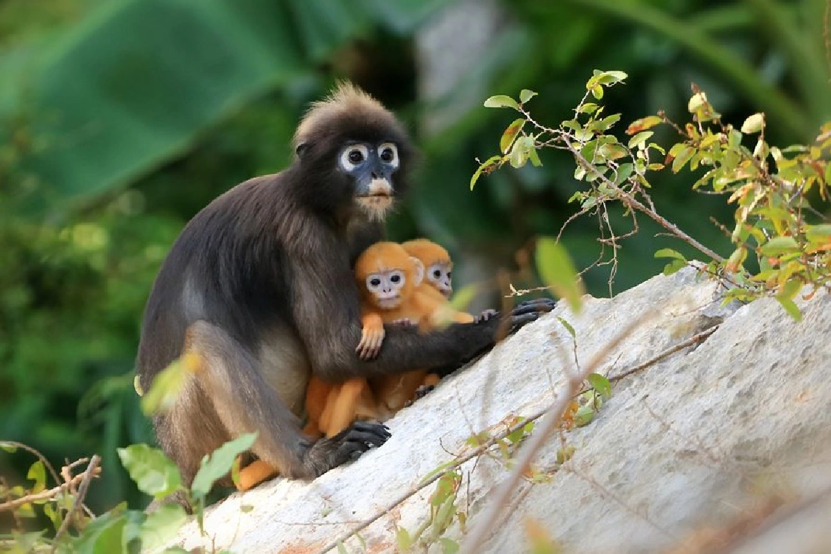 ข่าวดีจากหมู่เกาะอ่างทอง พบลูกค่างแว่นฝาแฝดขนทอง