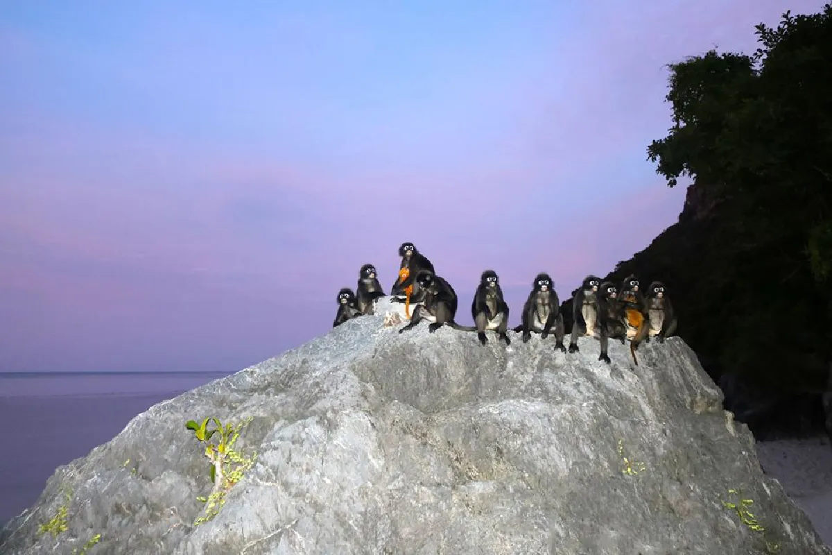 ข่าวดีจากหมู่เกาะอ่างทอง พบลูกค่างแว่นฝาแฝดขนทอง