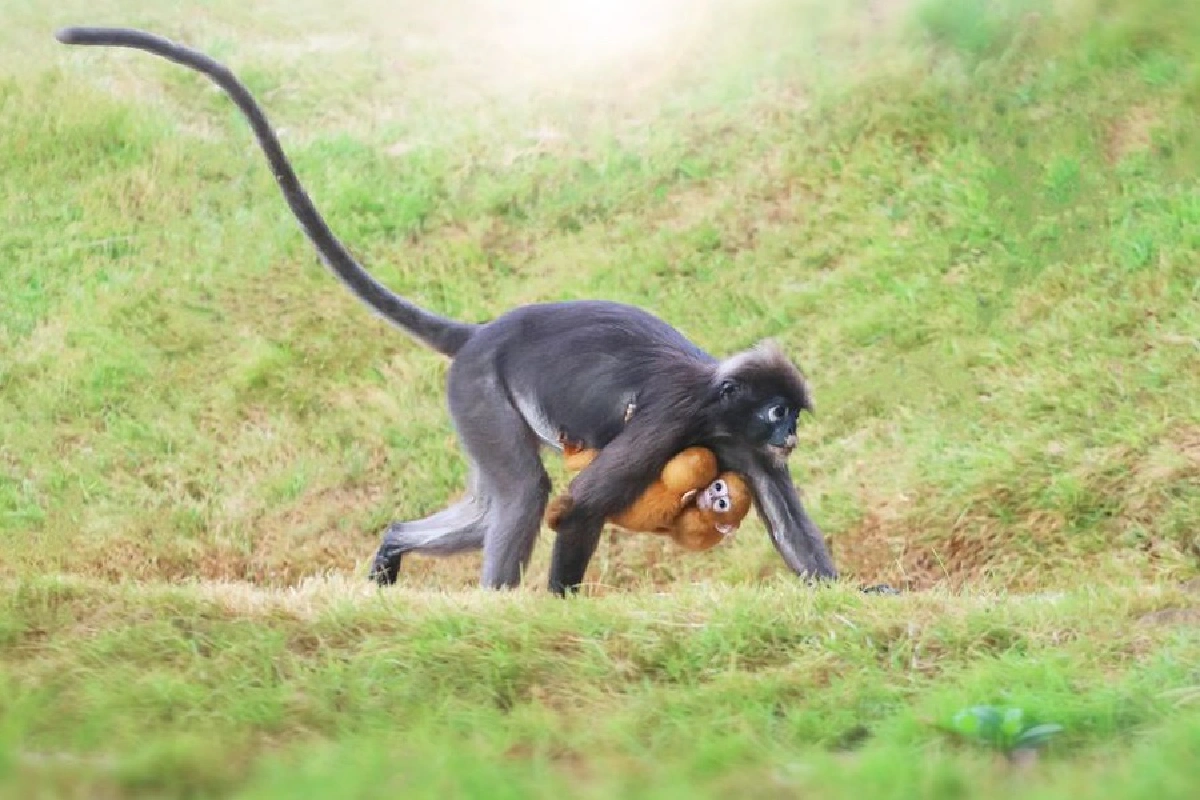 ข่าวดีจากหมู่เกาะอ่างทอง พบลูกค่างแว่นฝาแฝดขนทอง