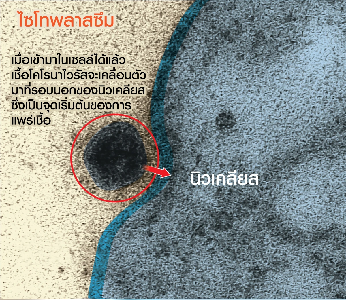 เผยครั้งแรก วินาทีเชื้อโคโรนาไวรัสโจมตีเซลล์ที่แข็งแรง