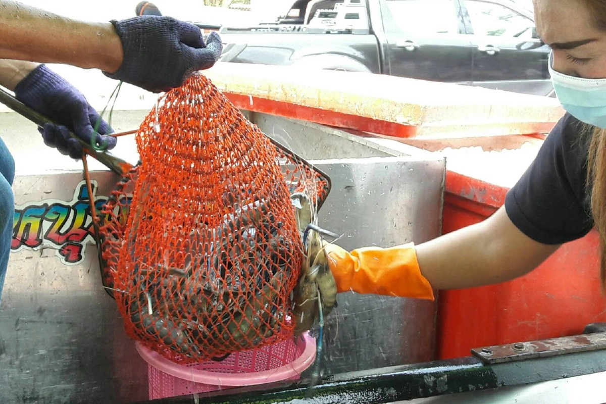 เกษตกรสู้โควิด เลี้ยงกุ้งส่งขายไม่ได้ นำออกมาจำหน่ายราคาถูก