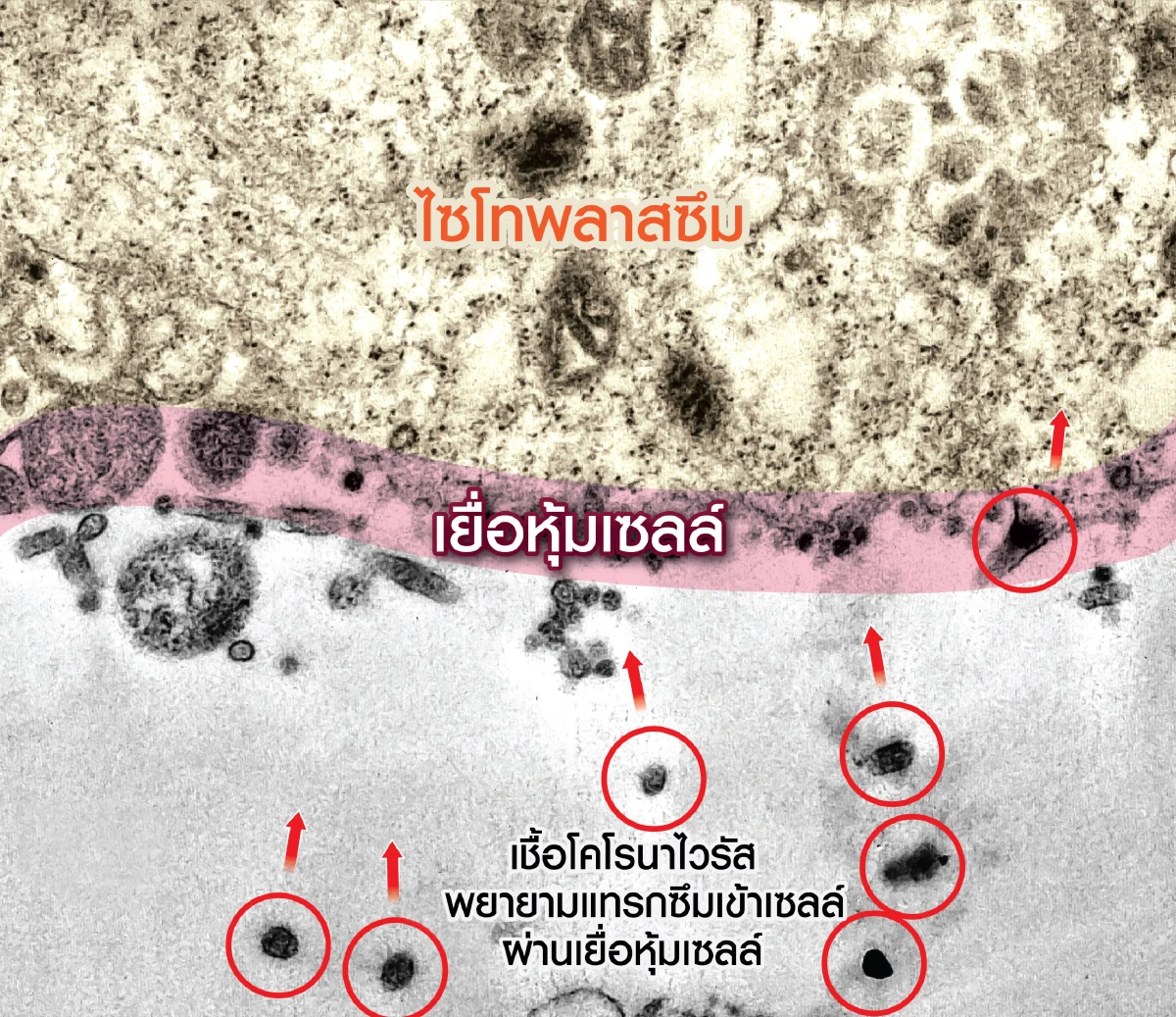 เผยครั้งแรก วินาทีเชื้อโคโรนาไวรัสโจมตีเซลล์ที่แข็งแรง