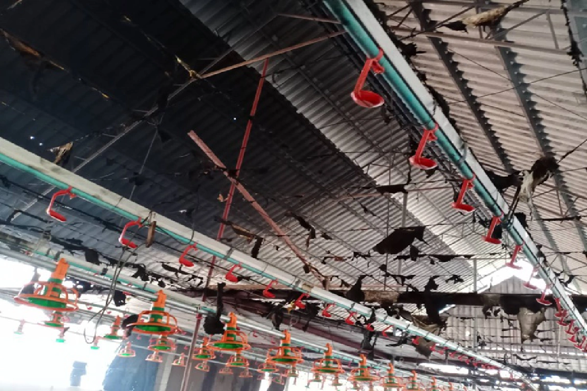 ไฟไหม้เล้าไก่ !! “ปารีณา” โอด เข้าพื้นที่ไม่ได้ เชื่อไม่ใช่ไฟฟ้าลัดวงจร