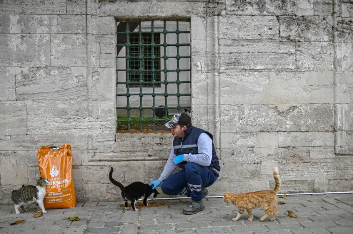 ตุรกีจัดทีมดูแลหมาแมวจรจัดช่วงล็อกดาวน์โควิด
