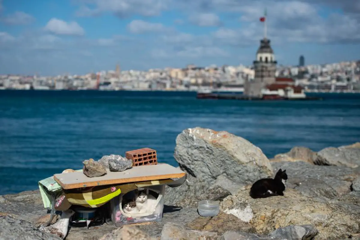 ตุรกีจัดทีมดูแลหมาแมวจรจัดช่วงล็อกดาวน์โควิด